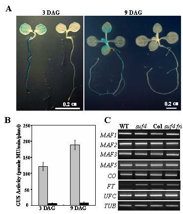 A. suf4 (오른쪽 사진) 돌연변이체에서 FLCp-GUS의 발현, B. GUS 활성의 측정 (검은색 막대가 suf4), C. suf4에서 M AF 1-5, CO, F T, UF C의 발현