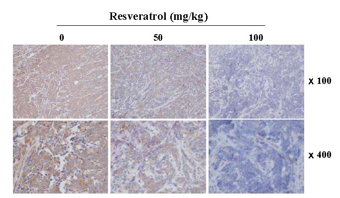 암세포주 이식 동물모델에서의 resveratrol의 영향에 따른 eEF1A2 발현