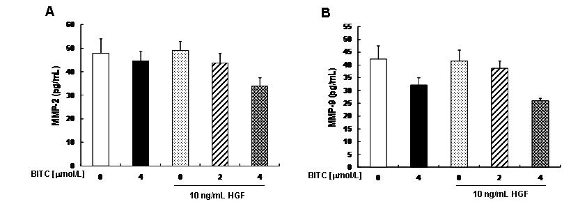 Effect of BITC on basal and HGF-induced MMP-2 and MMP-9 secretion in MDA-MB-231 cells.