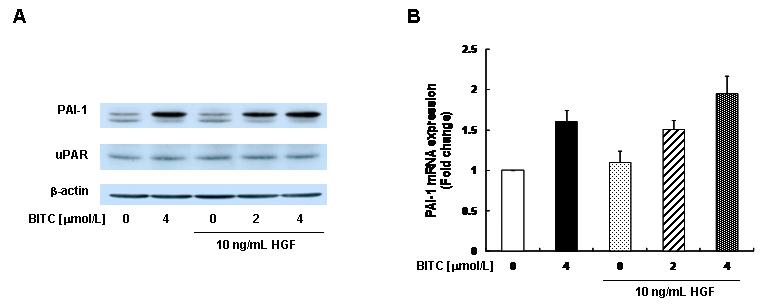 Effect of BITC on basal and HGF-induced secretion and mRNA expression of PAI-1 in MDA-MB-231 cells