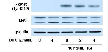 Effect of BITC on basal and HGF-induced phosphorylation of Met in MDA-MB-231 cells