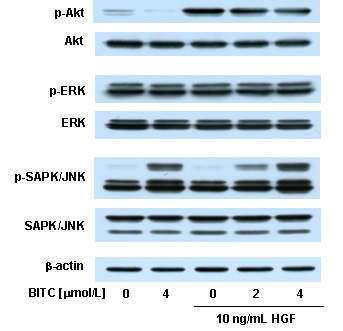 Effect of BITC on basal and HGF-induced phosphorylation of Akt, ERK and SAPK/JNK in MDA-MB-231 cells