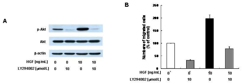 Effect of LY294002 (Akt inhibitor) on migration of MDA-MB-231 cells