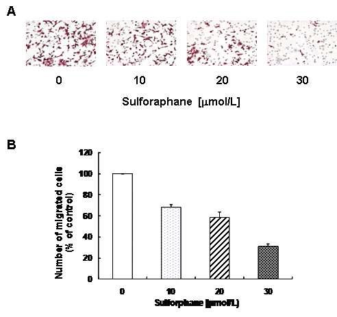 Effect of sulforaphane on migration of DU145 cells