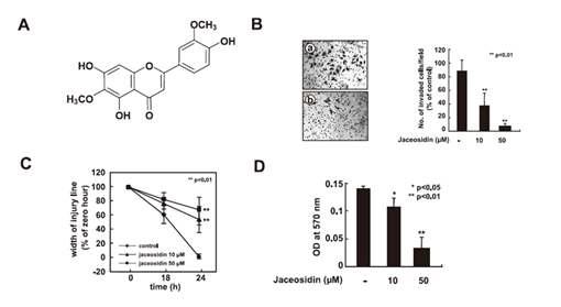 Jaceosidin의 유방암세포 침윤, 이동저해 효과 측정.