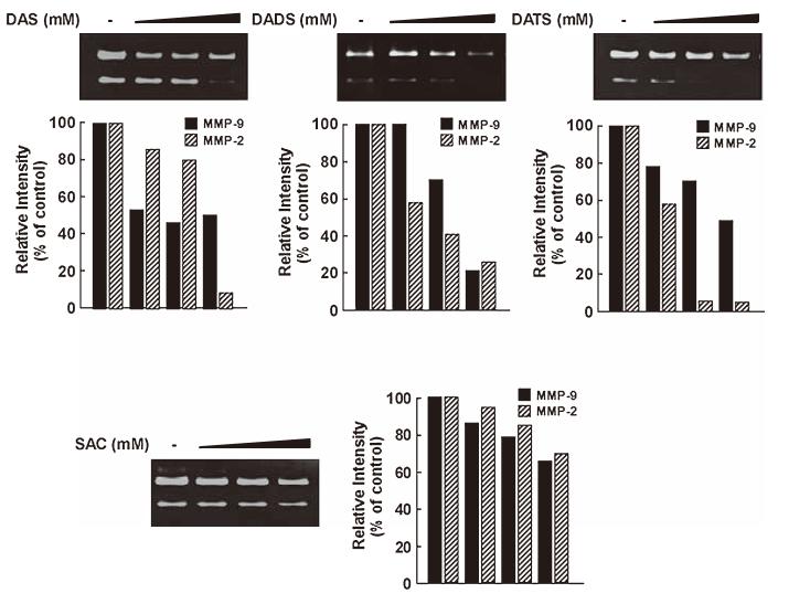 Garlic organosulfur compounds의 간암세포주에서의 MMPs 활성 억제 효과