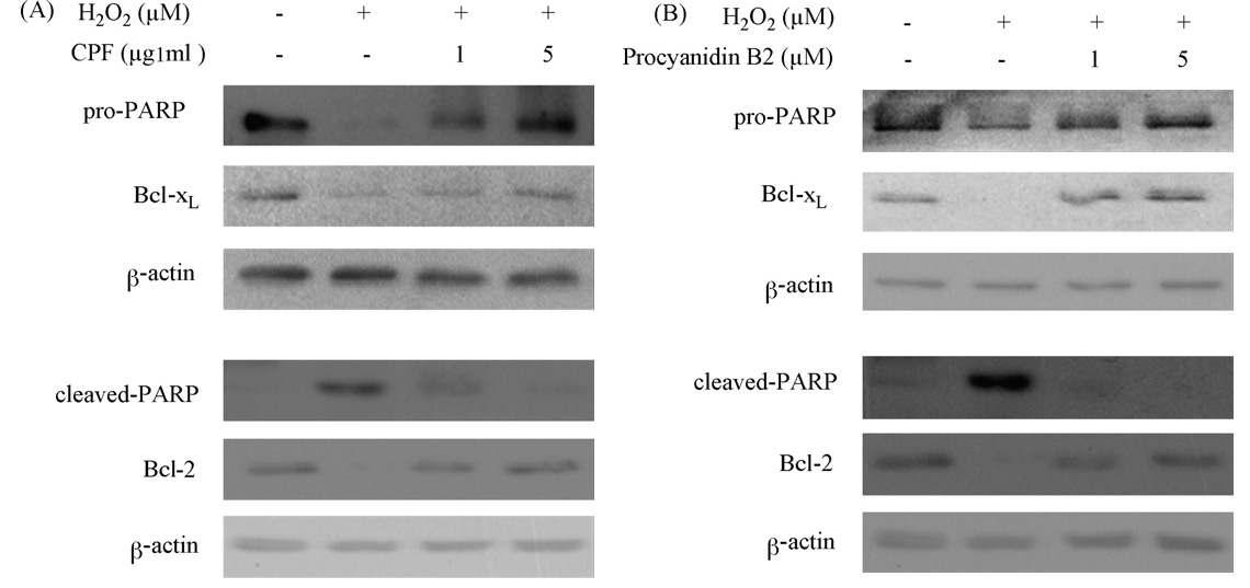 Effects of CPF and procyanidin B2 on H₂O₂-induced PARP cleavage and downregulation of Bcl-XL and Bcl-2