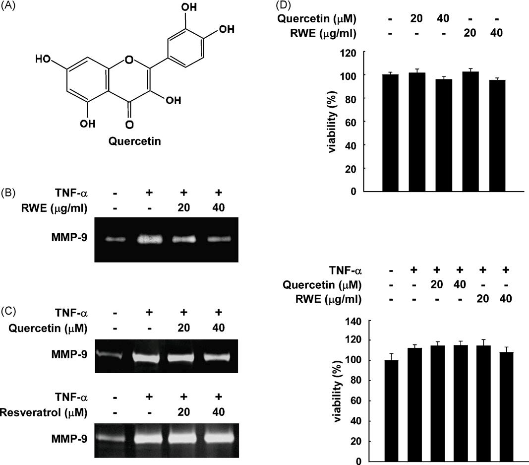 Effects of RWE, quercetin, and resveratrol on TNF-α-induced MMP-9 upregulation in JB6 P+ cells.