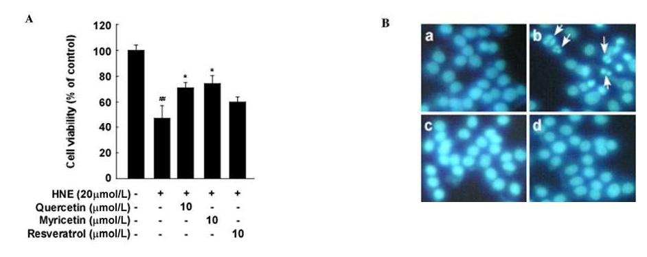(A)Quercetin and myricetin were more effective than resveratrol at inhibiting HNE-induced PC12 cell death. (B) Quercetin and myricetin suppressed HNE-induced nuclear condensation in PC12 cells