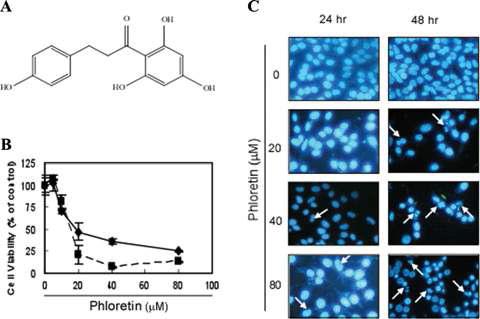 Inhibitory effect of phloretin on the proliferation of H-Ras MCF10A cells.