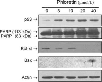 Effects of phloretin on the expression of p53, poly (ADP)-ribose polymerase (PARP), Bcl-xl, and Bax in H-Ras MCF10A cells.