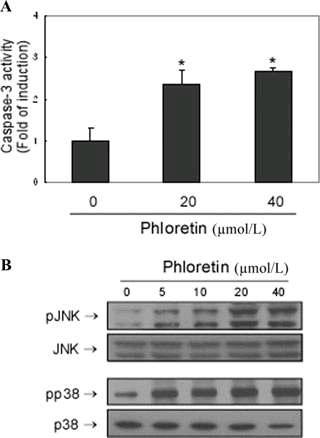 Effects of phloretin on caspase-3 activity and the phosphorylation of JNK and p38 in H-Ras MCF10A cells.