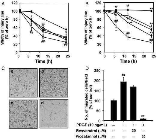 Effects of resveratrol and piceatannol on PDGF-BB-induced wound closure and migration in HASMCs.