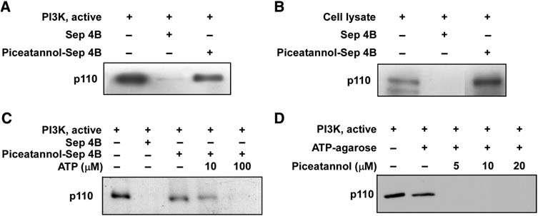 Direct binding between piceatannol and PI3K.