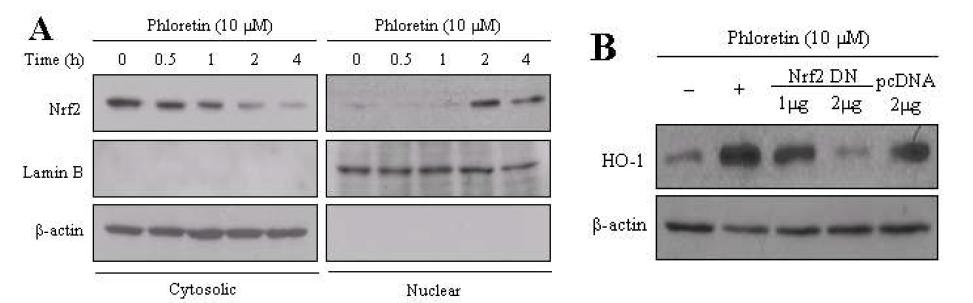 Phloretin increases Nrf2 nuclear translocation.