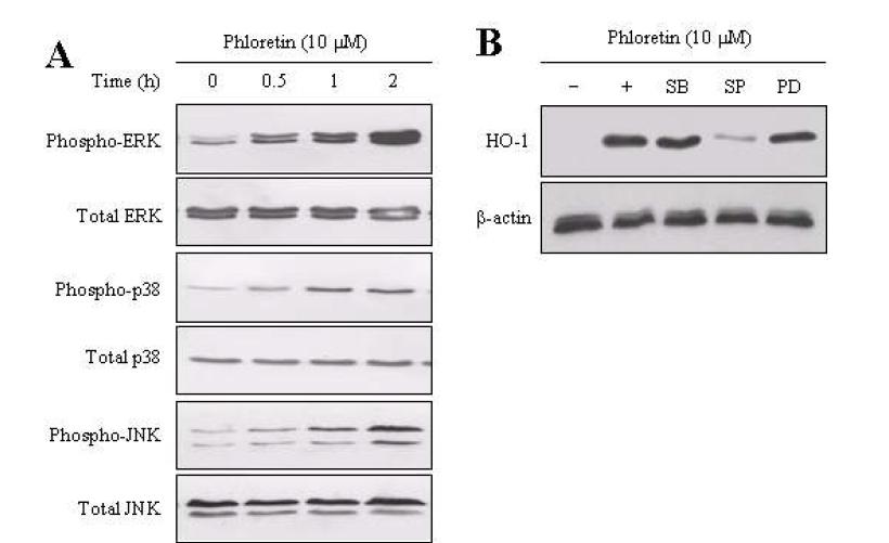 Effects of phloretin on phosphorylations of the MAPKs in HEI-OC1 cells.