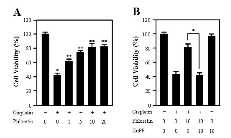 The protective effect of phloretin on cisplatin-induced apoptosis in HEI-OC1 cells.