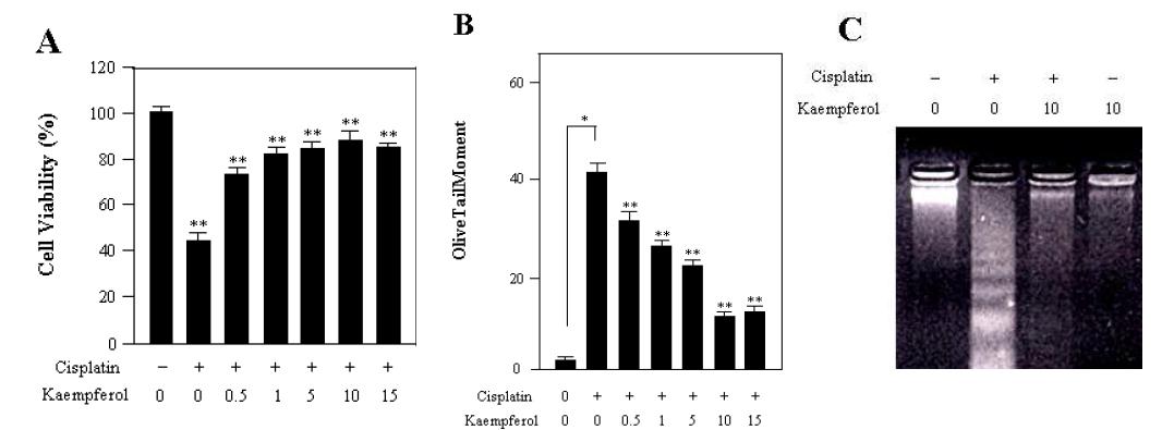 Protective effect of kaempferol on cisplatin-induced apoptosis in HEI-OC1 cells.