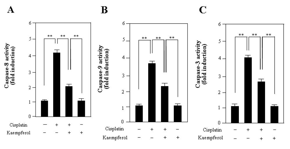 Kaempferol down-regulates the activities of caspase-8, 9 and 3 in HEI-OC1 cells.