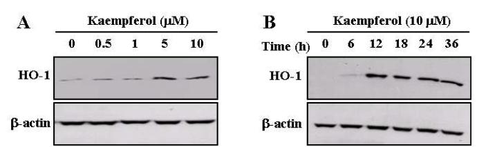 Induction of HO-1 expression by kaempferol in HEI-OC1 cells.