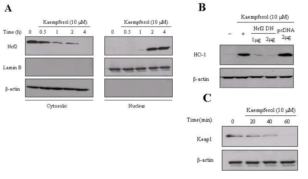 Involvement of Nrf2 in the process of HO-1 expression induced by kaempferol.