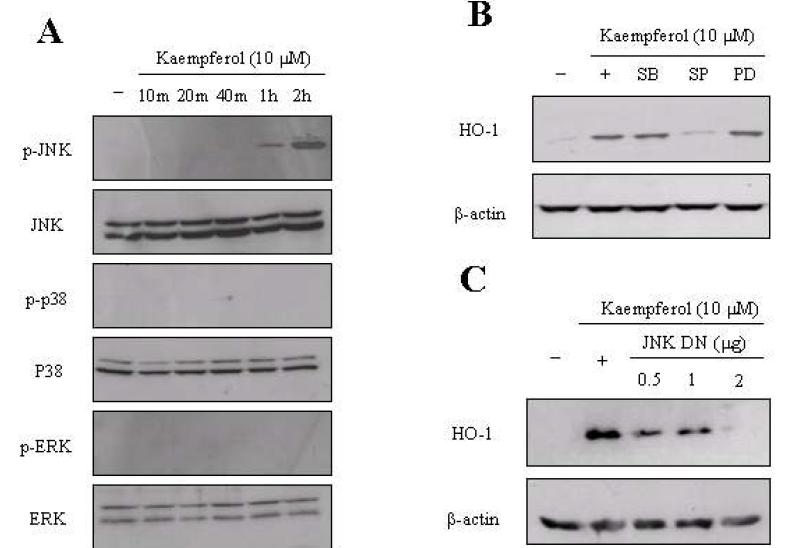 The MAPK signal pathway is linked to kaempferol-mediated HO-1 expression.