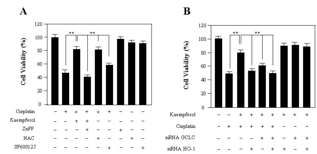 Modulation of the protective effect of kaempferol against cisplatin-induced cell death.