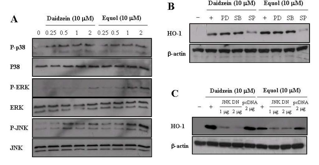 Effects of daidzein and equol on the phosphorylations of MAPKs in HEI-OC1 cells.