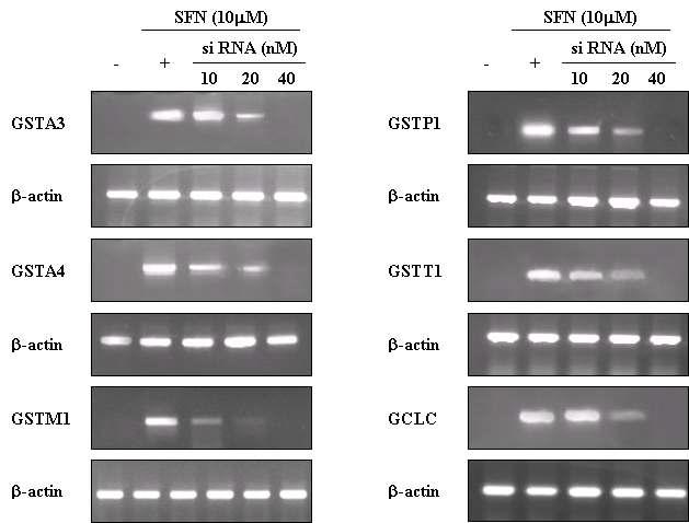 Induction of several isozymes of GSTs and GCLC by SFN and the inhibition of separate GSTs iaozymes and GCLC expression by the treatment of respective siRNA.