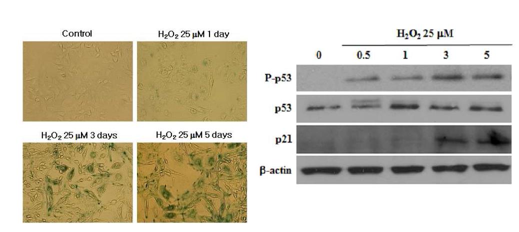 Cellular senescence causes p53 phosphorylation and p21 expression in HEI-OC1 cells.