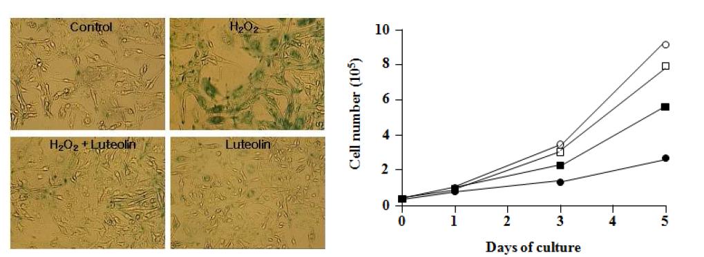 Protective effects of luteolin against H2O2-induced cellular senescence in HEI-OC1 cells.