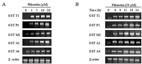 Induction of GST isozyme genes by phloretin in AML 12 cells.