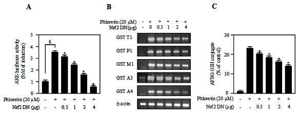 The effects of Nrf2-DN on ARE-luciferase induction, GST genes expression, and GST activity toward AFBO.