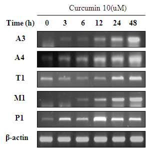 Cucumin induced the expressions of several GST isozymes.