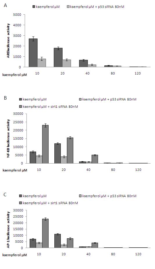 Effects of p53 and sirt1 on the activities of ARE, NF-kB and AP-1 induced by kaempferol.