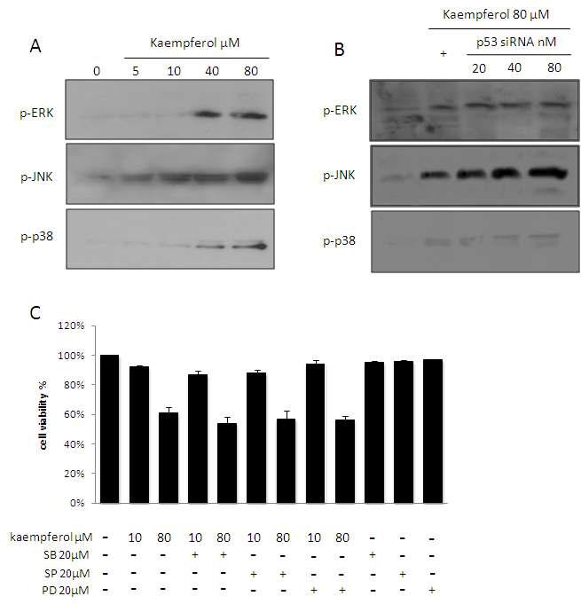 Involvement of JNK expression in kaempferol-induced cell apoptosis in HEI-OC1 cells.