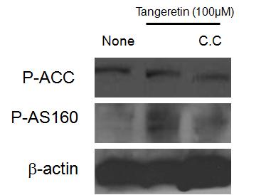 Tangeretin에 의한 AS160의 인산화와 AMPK억제제의 효과