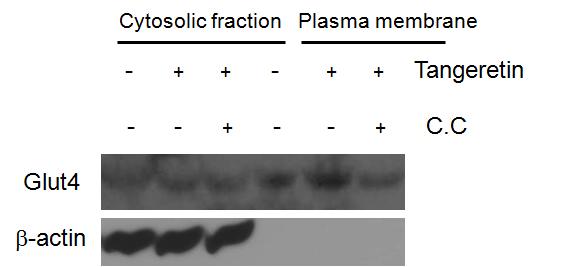 Tangeretin에 의한 Glut4의 membrane이동과 AMPK억제제의 효과