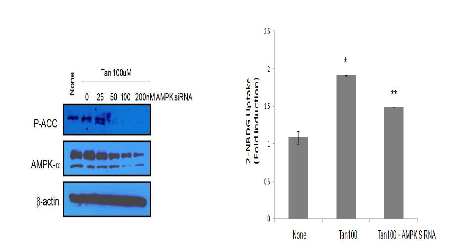 Tangeretin의 혈당흡수능에 대한 AMPK gene silencing의 효과. Values are mean¡ ±SE. *p<0.05 vs. none, **p<0.05 vs. 100μM Tangeretin