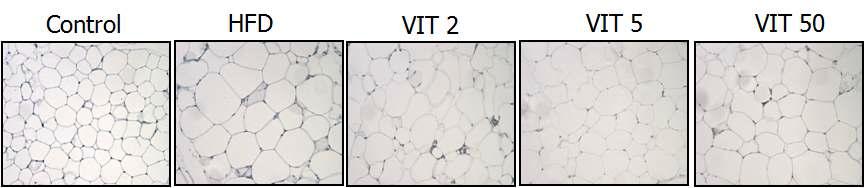 Vitisin A에 의한 지방세포 크기의 변화