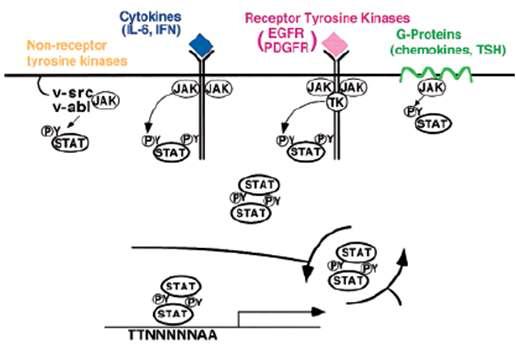 STAT3 신호전달 모식도