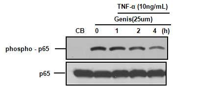 Genistein의 TNF-a에 의해 유도된 p65 인산화의 조절