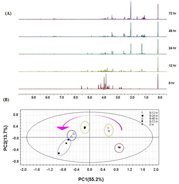 BL 67를 이용한 표준제조 청국장의 발효 시간별 NMR spectra 변화 (A), 발효 시간별 metabolome profiling 의 변화를 나타내는 PCA score plot (B)