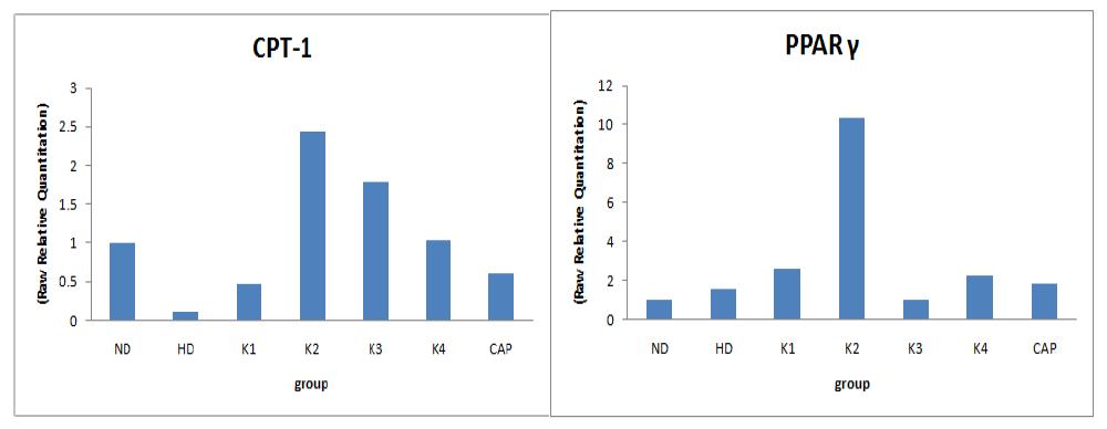 CPT-1, PPARγ mRNA levels in liver