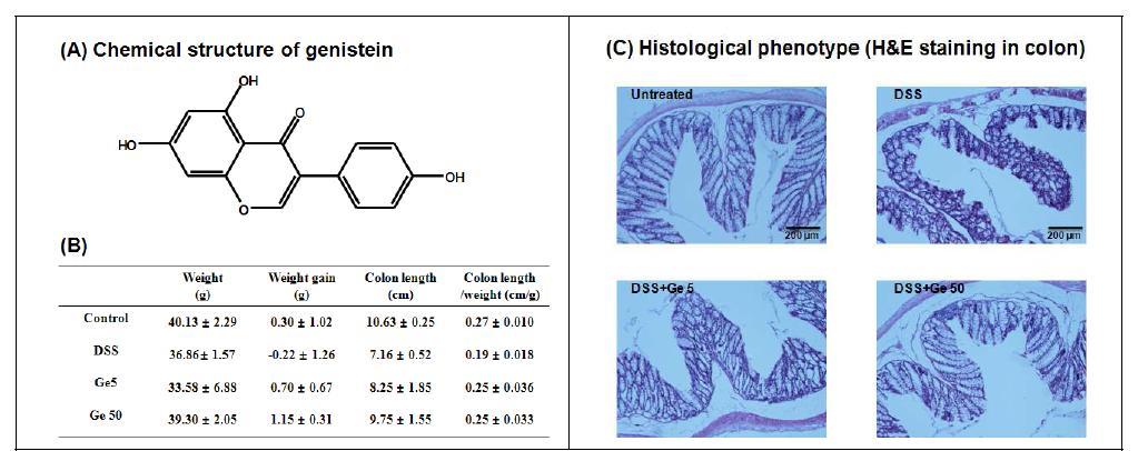 genistein의 대장염증모델에서의 보호효과