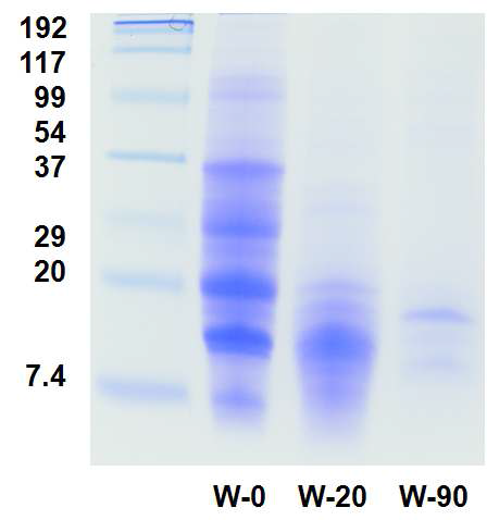 메주 peptide