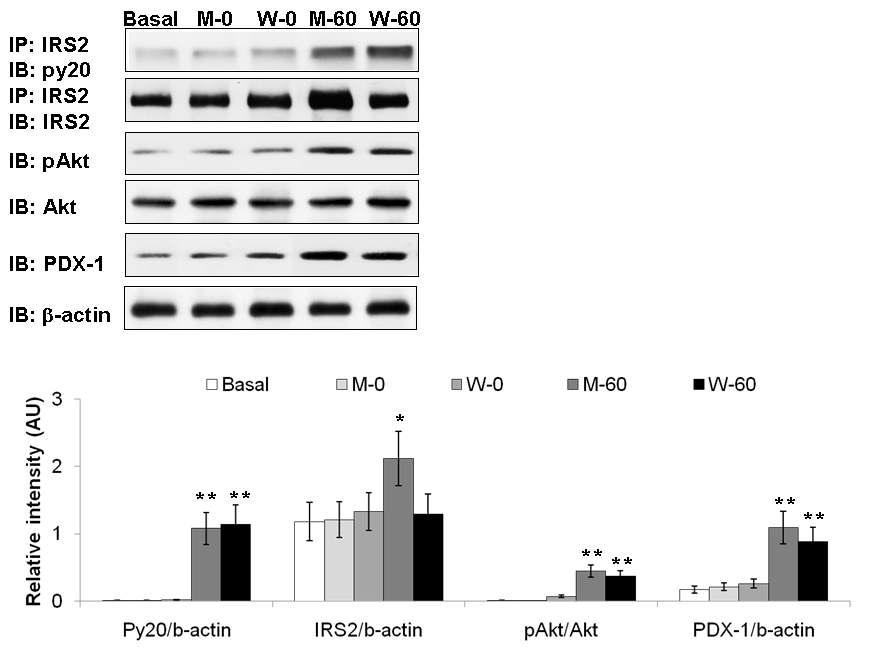 Insulin/IGF-1 signaling in Min6 cells