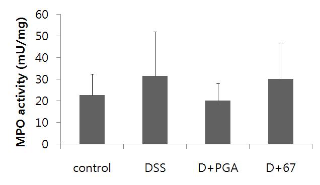 청국장 67번 균주, PGA가 MPO activity에 미치는 영향