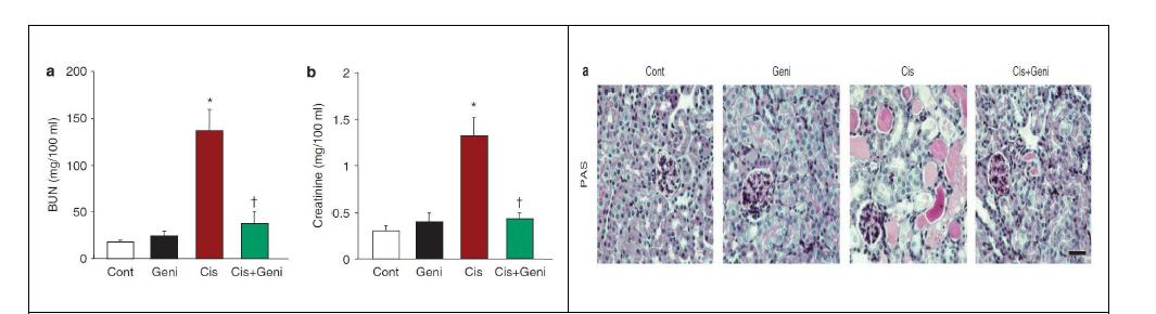 Genistein의 cisplatin에 의해 손상된 신기능 회복효과
