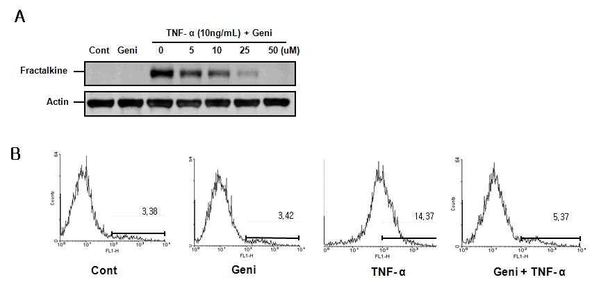 Genistein의 혈관내피세포에서 TNF-a에 의해 유발된 fractalkine의 발현조절